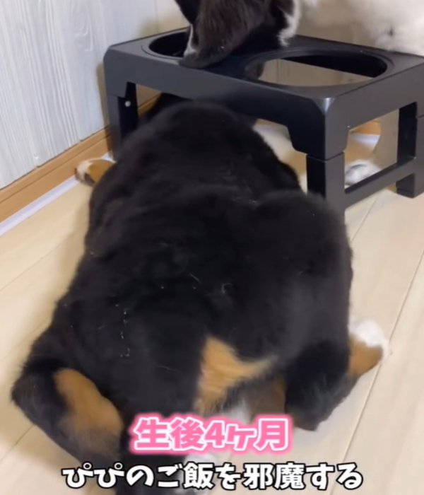 ご飯の邪魔をする犬