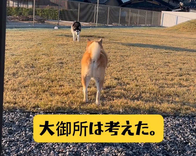 対峙する柴犬とハスキー