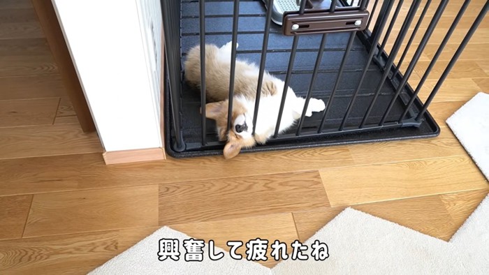 ケージで寝る犬