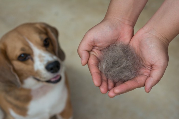 犬と毛束