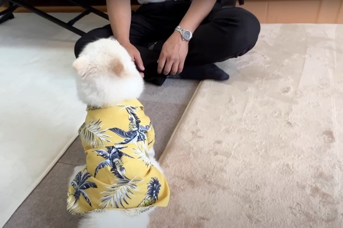 座った犬の後ろ姿と座った人