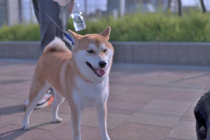 早朝に散歩する柴犬