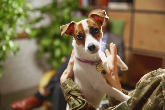 女性に抱っこされる犬