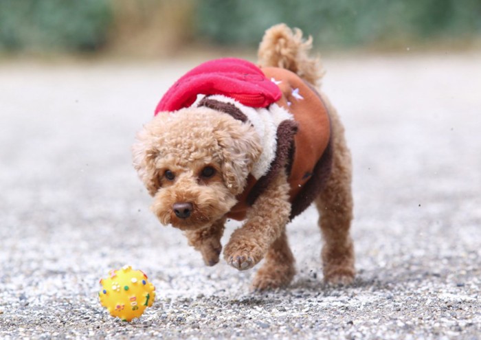 遊んでいる犬