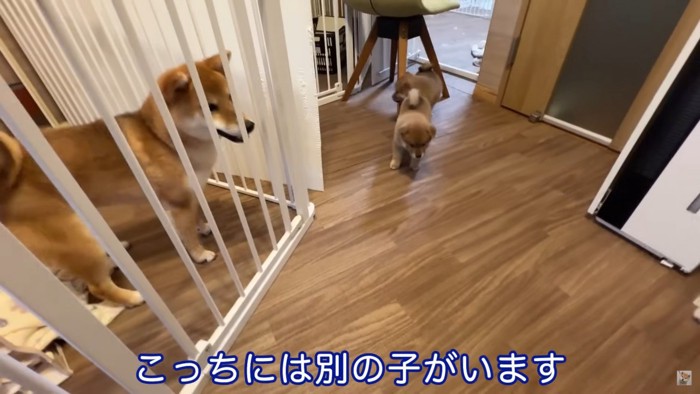 先輩犬の萩ちゃん