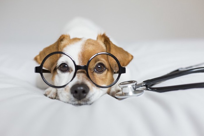 眼鏡をかけて伏せる犬と聴診器