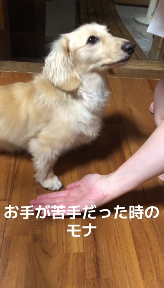 飼い主を見上げる犬