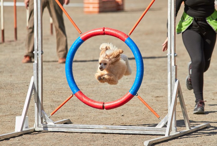 競技の障害物を飛ぶ犬