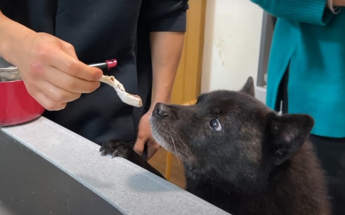 肉をもらう犬