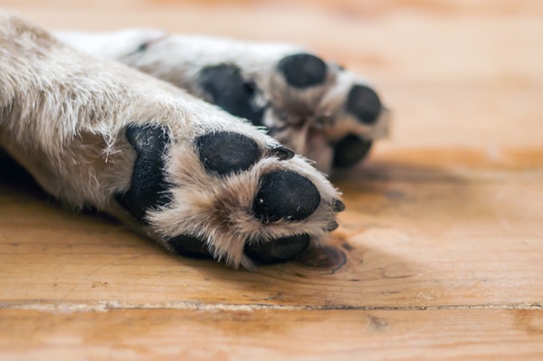 犬の足の裏