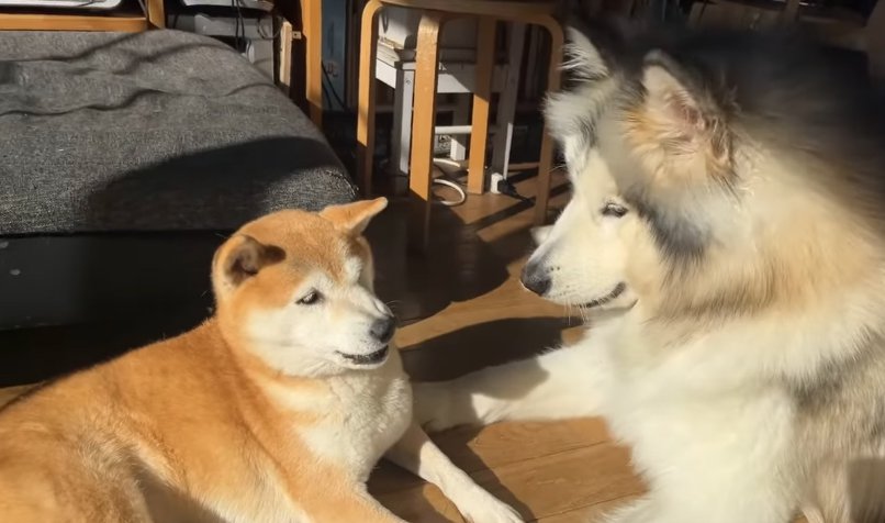 中型犬に遊んでほしい大型犬