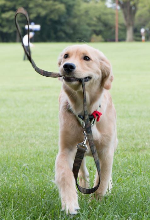 リードを咥えた犬