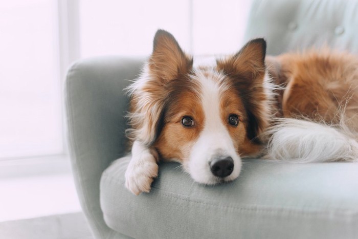 ソファの上からこちらを見つめる犬