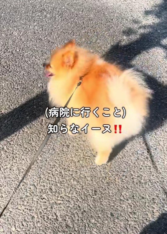 ウキウキのポメラニアン