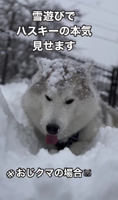 シベリアンハスキーのマーリーちゃん