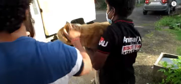 犬を保護します