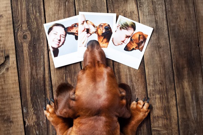 写真を眺める犬