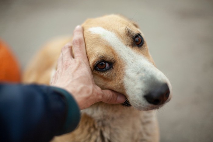 不安そうに見上げる犬