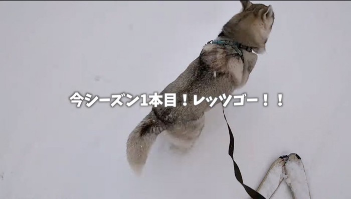 ゲレンデを駆け出すハスキー犬