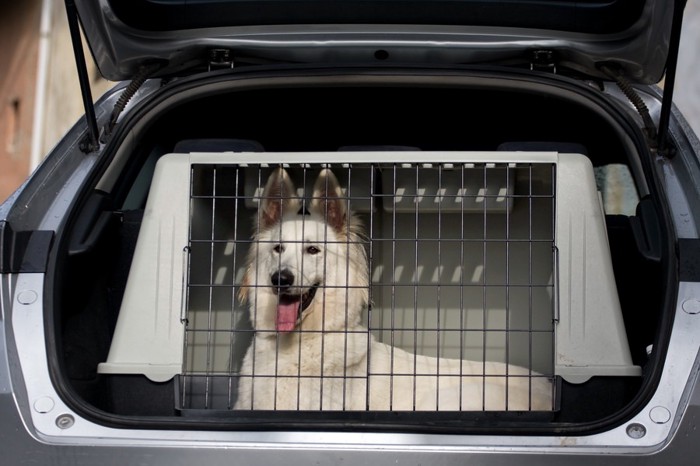 ケージに入って車に乗る犬2