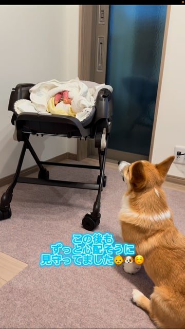 昼寝する赤ちゃんのそばで寝るコーギー