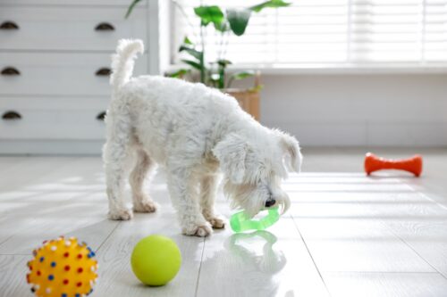 子犬とおもちゃ