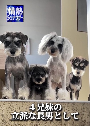 4匹で並ぶ犬たち