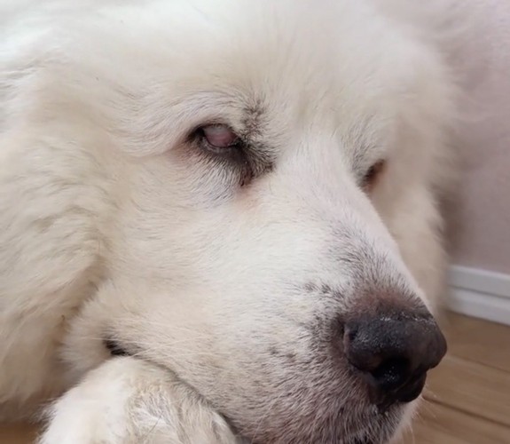 重そうなまぶたの犬