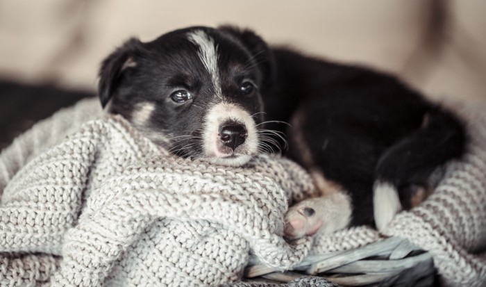 悲しげな表情でブランケットの上に乗る子犬