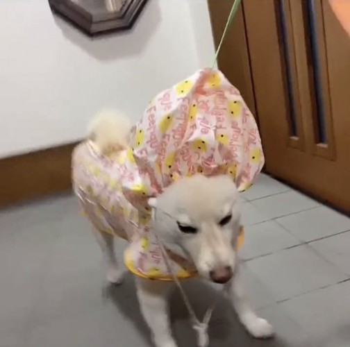 フードをかぶって固まる犬