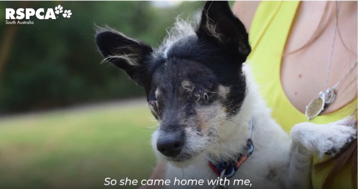 女性に抱っこされた犬