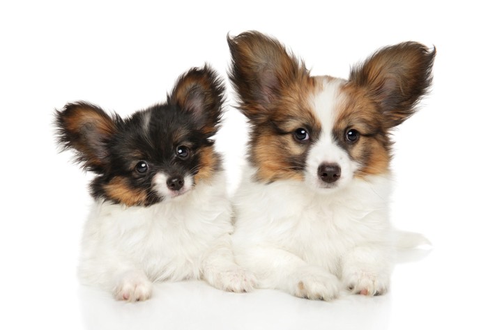並んで伏せる2匹のパピヨンの子犬