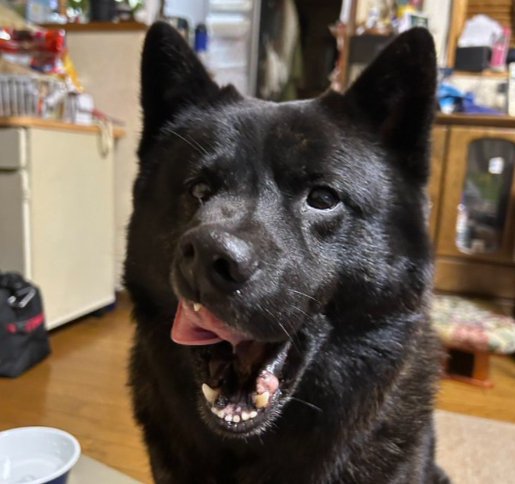 甲斐犬