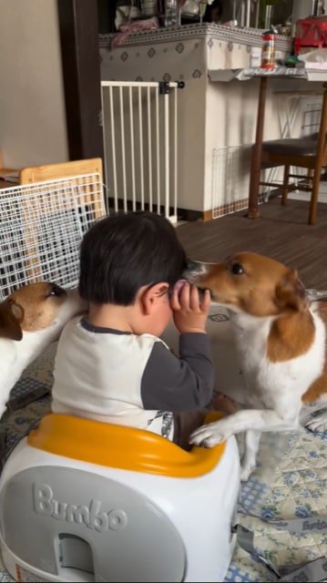 赤ちゃんの顔をなめる犬2匹