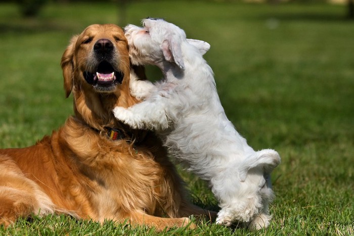 自分より大きな犬に飛びついている小型犬