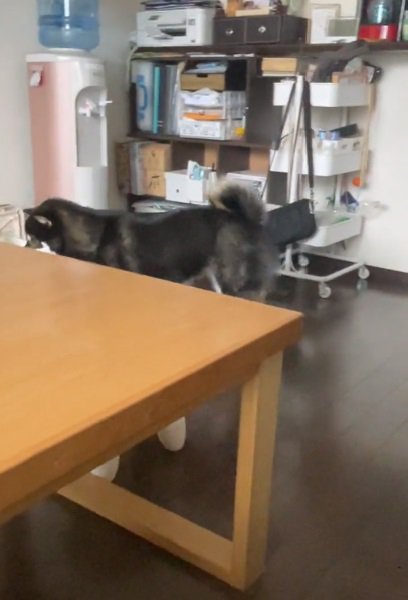 咥えたまま歩くコテツくん
