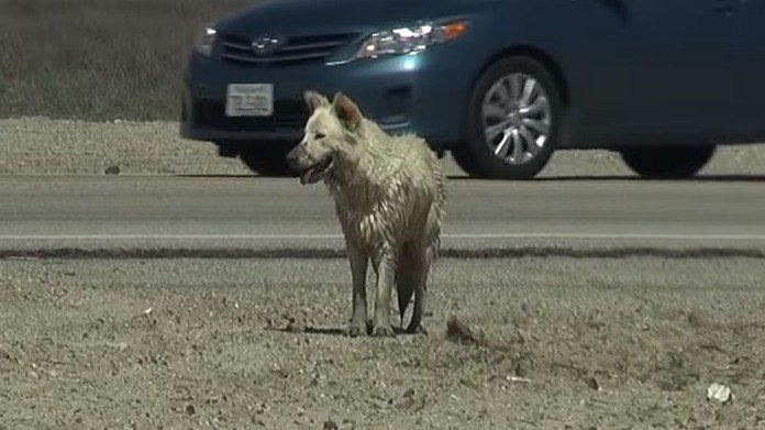 道路脇の犬