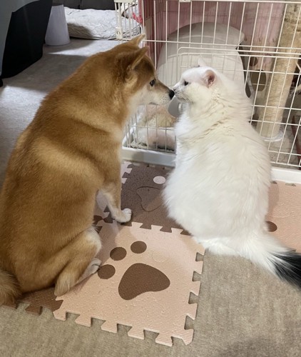 「おやすみなさい」