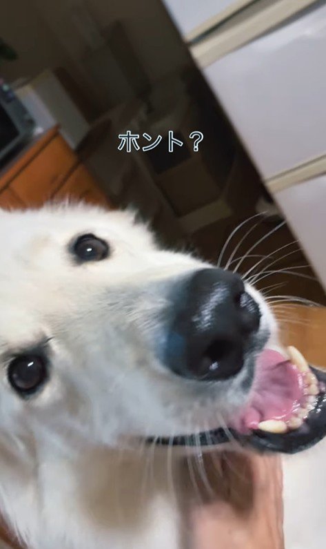 雷が鳴った時のリリーちゃん＆タンタンちゃん7