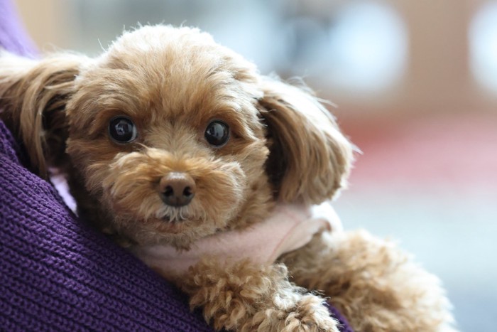 飼い主に甘える犬
