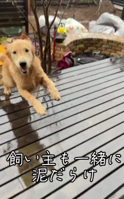 飼い主さん