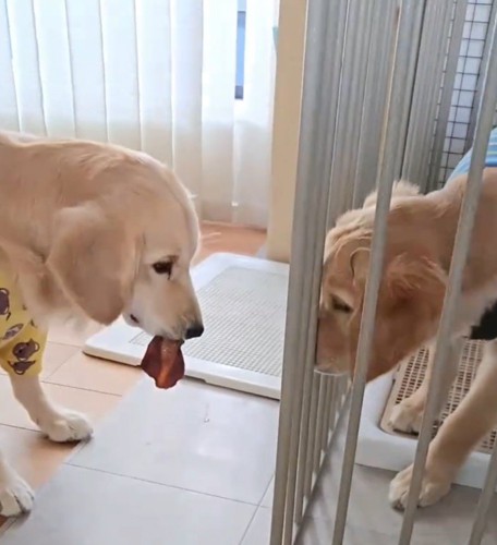 おやつを咥えながら、ケージの中にいる弟犬を見つめる姉犬