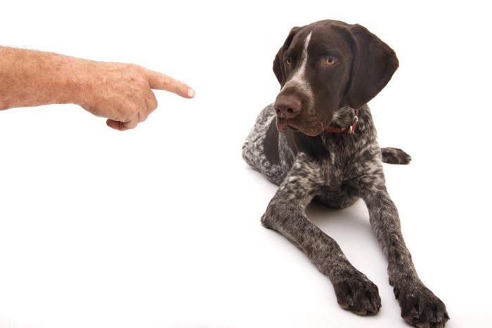 指をじっと見つめる犬