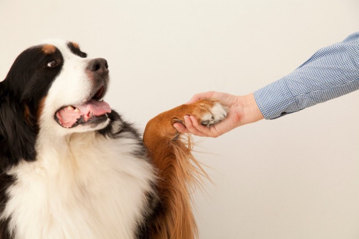 お手をする犬