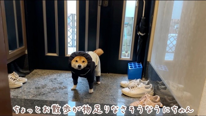 玄関から飼い主を見つめる犬