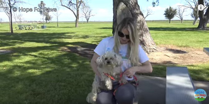 犬を抱く