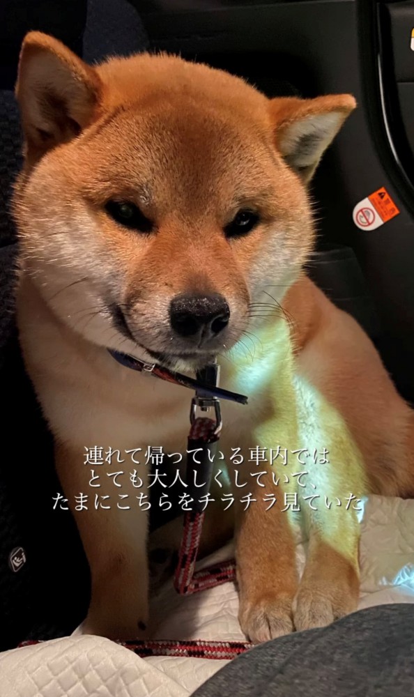 車内でこちらを見つめる犬