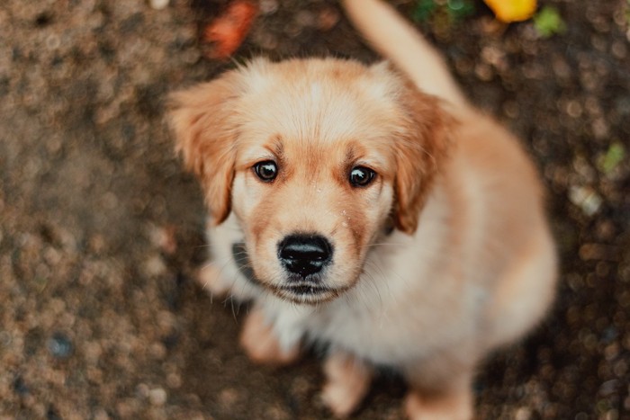 見つめる子犬