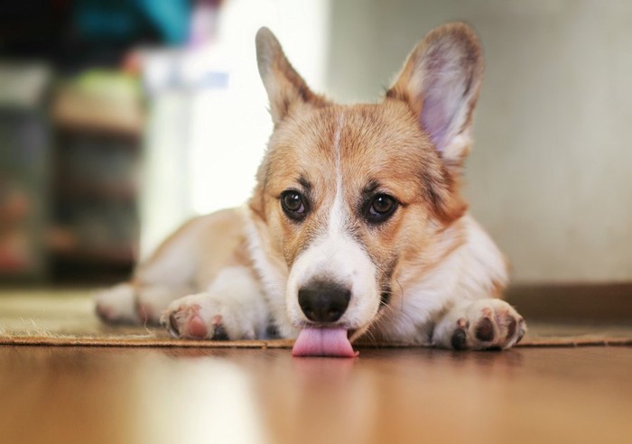 床を舐めている犬