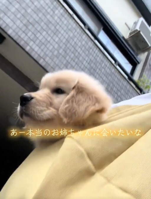 袋に入った犬